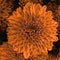 closeup glowing copper coloured chrysanthemum