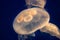 Closeup of glowing Moon Jellyfish (Aurelia Aurita)