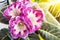 Closeup of Gloxinia Sinningia speciosa flowers in the foreground and dark green leaves