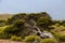 Closeup of a gnarled juniper tree shaped by the wind at El Sabinar, the island of El Hierro