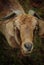 Closeup of Goat with Horns and Bright Yellow Eyes.