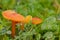 Closeup of goblet waxcap mushrooms growing among green grass