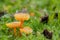 Closeup of goblet waxcap mushrooms growing among green grass