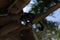 Closeup of a Goeldi's monkey on a tree branch in a zoo in the daylight