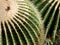 Closeup of the gold ball cactus