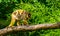 Closeup of a gold howler mother monkey with her infant in a tree, Tropical primate specie from America