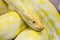 Closeup Gold Python,Reticulated python