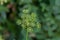 Closeup of Golden Alexander plant