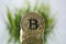 Closeup of Golden Bitcoin facing the camera opposite of green grass. Virtual anonymous money and fast course growth