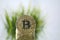 Closeup of Golden Bitcoin facing the camera opposite green grass. Virtual anonymous money and fast course growth concept