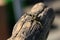 Closeup of a golden-bloomed gray longhorn beetle on wood under the sunlight