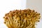 Closeup of Golden brown Asian Enoki (Flammulina velutipes) mushrooms on white background