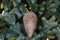 closeup of golden glittered cone hanging on the christmas tree branch.