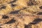 Closeup of the golden grains of sand, outdoors under the sunlight