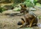 Closeup of a golden jackal sitting on the ground, Wild dog specie from Eurasia