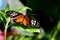 Closeup of Golden Longwing butterfly on green leaf against blur background