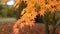 Closeup, golden maple leaves and branches in park, autumn scene, blur background