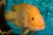 Closeup of golden Midas Cichlid fish inside an aquarium