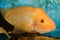 Closeup of golden Midas Cichlid fish inside an aquarium