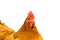 Closeup  golden New Hampshire chicken isolated in white background