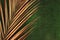 Closeup of golden palm leaf on green background