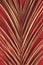 Closeup of golden palm leaf on red background