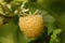 Closeup of golden raspberry