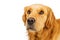 Closeup Golden Retriever Dog White Copy Space