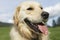 Closeup Of Golden Retriever Panting