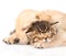 Closeup golden retriever puppy dog sleep with british kitten. isolated