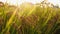 Closeup of golden rice under the sun, autumn ripe rice field