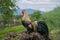 Closeup of golden rooster standing on pile of manure on traditional rural barnyard in the morning. Free range farming