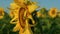 Closeup golden sunflower blooming in morning sunlight at countryside field.