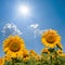 Closeup golden sunflowers under a sparkle sun