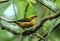 Closeup of Golden Tanager, Tangara arthus,Ecuador