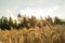 Closeup of golden wheat ear standing out of ripening wheat field