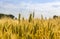 Closeup of golden wheat ears in field in summer season. Countryside farmland crop harvest. Beautiful rural scenic landscape art