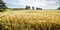 Closeup of golden wheat ears in field in summer season. Countryside farmland crop harvest. Beautiful rural scenic landscape art