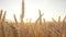 Closeup, golden wheat ears in ripe wheat field in sunlight at sunset, backlight