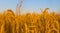 closeup golden wheat field