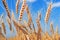Closeup Golden Wheat field, Generative AI