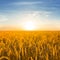 closeup golden wheat field at the sunset