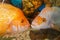 Closeup of golden and white Midas Cichlid fishes inside an aquarium