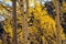 Closeup of the golden yellow leaves of aspen trees tree during fall