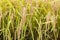 Closeup of golden yellow short grain paddy rice