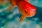 Closeup goldfish macro bright red orange colour