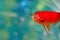 Closeup goldfish macro bright red orange colour mouth open