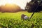 closeup golf club and golf ball on green grass wiht sunset