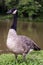 A closeup of a goose posing for picture