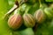 Closeup of gooseberry fruits. Several fruits of gooseberry on the branch. Gooseberry bush in the garden. Juicy gooseberry.